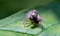 Extreme close up of spider attacks wasp, green leaf in background