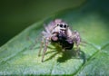 Extreme close up of spider attacks wasp, green leaf in background