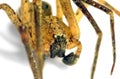 Extreme close up of spider (Zoropsis spinimana) Royalty Free Stock Photo