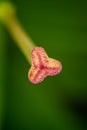 Extreme close up of stamen of garden lily Royalty Free Stock Photo