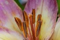 Extreme close-up of stamen of pink and yellow lily Royalty Free Stock Photo