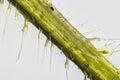 Extreme close up of stem of stinging nettle Urtica dioica