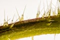 Extreme close up of of stinging nettle stemUrtica dioica