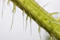 Extreme close up of stem of stinging nettle Urtica dioica Royalty Free Stock Photo