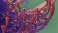 Extreme close up of a stunning dark pink unusual flower placed underwater. Stock footage. Drosera flower with lilac Royalty Free Stock Photo