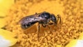 Extreme close up of a super tiny Lasioglossum dark metallic sweat bee pollinating a white flower Royalty Free Stock Photo