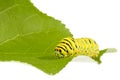 Extreme close up of a Swallowtail caterpillar Papilio Machaon, Old World swallowtail resting on a green leaf, , isolated on Royalty Free Stock Photo