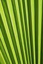 Extreme close up texture of green palm leaf veins Royalty Free Stock Photo