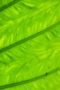 Extreme close up texture of green palm leaf veins Royalty Free Stock Photo