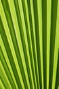 Extreme close up texture of green palm leaf veins Royalty Free Stock Photo