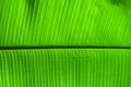 Extreme close up texture of green palm leaf veins Royalty Free Stock Photo