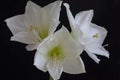 An Extreme Close Up of Three White Amaryllis Flowers on A Black Background Royalty Free Stock Photo