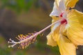 Close up of tropical flower pistil in oaxca mexico Royalty Free Stock Photo