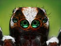 Turkish jumping spider closeup Royalty Free Stock Photo