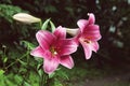 Extreme close up two flowers of colorful pink lily against green lawn background in garden Royalty Free Stock Photo