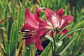 Extreme close up two flowers of colorful pink lily against green lawn background in garden Royalty Free Stock Photo