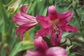 Extreme close up two flowers of colorful pink lily against green lawn background in garden Royalty Free Stock Photo