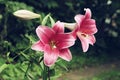 Extreme close up two flowers of colorful pink lily against green lawn background in garden Royalty Free Stock Photo