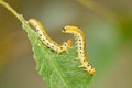 Extreme close up of two late instar larvae of Erythrina moths Agathodes designalis Guene, feeding on a leaf of a rose bush