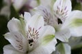 An Extreme Close-up of Two White Alstroemeria Lilies with Small Violet Markings with deep Purple Stigma.