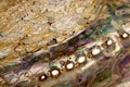 Extreme Close Up Of Underside Of Abalone Shell