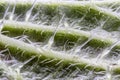 Extreme close up of underside of stinging nettle leaf Urtica di