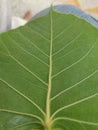 Extreme close up of veins on a green peepal leaf