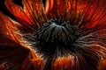 An extreme close-up of a vibrant poppy, showcasing the velvety texture of its petals