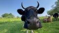 Extreme close-up video of a curious Friesian Holstein dairy cow with large pink dotted nose and long tongue. Her slimy