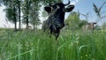 Extreme close-up video of a curious Friesian Holstein dairy cow with large pink dotted nose and long tongue. Her slimy