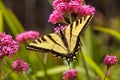 Extreme close-up view of a bright yellow swallowtail butterfly.