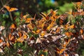 Extreme close-up view of many monarch butterflies in a tree.