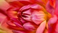 Close up view of Pink and yellow color Dahlia flower internal details Royalty Free Stock Photo