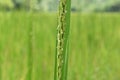 Extreme close up view of a Rice inflorescence with the blooming flowers Royalty Free Stock Photo