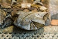 Extreme close up view of venomous snake head