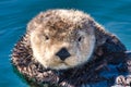 Extreme close-up view of a young sea otter.