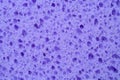 Extreme close up of a violet sponge texture background