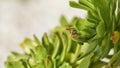 close up of a wasp perched on a green plant Royalty Free Stock Photo