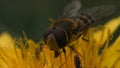 Extreme close up of a wasp on a yellow flower collecting pollen. Motion. Beautiful dandelion with wasp in macro Royalty Free Stock Photo