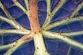 Extreme close-up of water plant with thorns