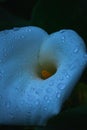 Extreme close-up on White calla lily with watr drops. Royalty Free Stock Photo