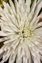Extreme close up of white Chrysanthemum Fuji Flower