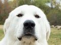 Extreme Close Up of a White Great Pyrenees Dog Looking at the Camera Royalty Free Stock Photo