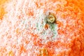 Extreme close up of white and green mold on a mandarin orange. Macro texture of moldy citrus fruit. Shallow depth of field