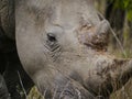 Extreme close-up of a white rhino grazing in Kruger Nationalpark Royalty Free Stock Photo