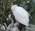 BIRDS- Florida- Extreme Close Up of Nest With Snowy Egret Chicks Being Fed Royalty Free Stock Photo