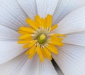 Extreme close up of the wildflower blood root`s yellow stamen