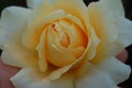 Extreme close up of yellow flower with white tip petals Royalty Free Stock Photo