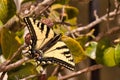 Extreme close-up of a yellow swallowtail butterfly.