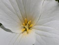 Extreme close up of yellow and white Trillum flower on a dunny day